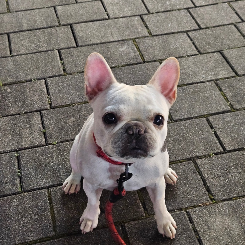 찐빵 일상 