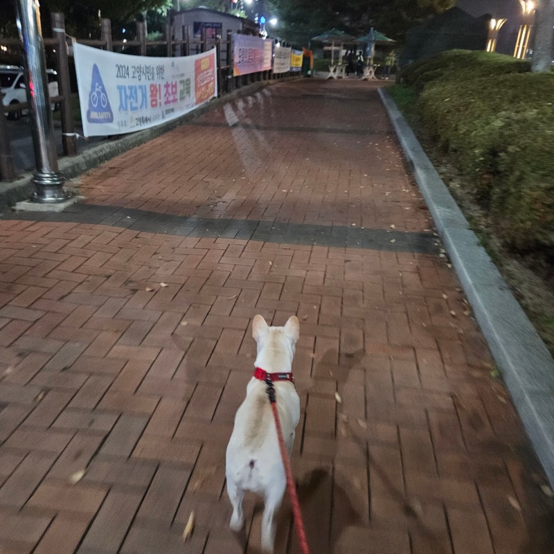 일산 호수공원 강아지 산책 