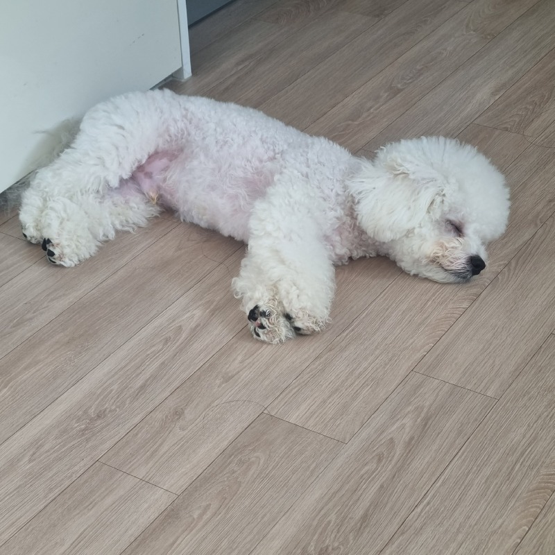 우리 귀여운 뭉치🐾🐾