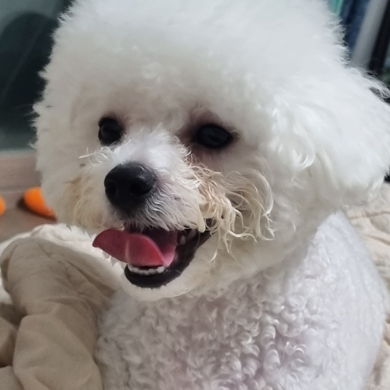 우리 귀여운 뭉치🐾🐾