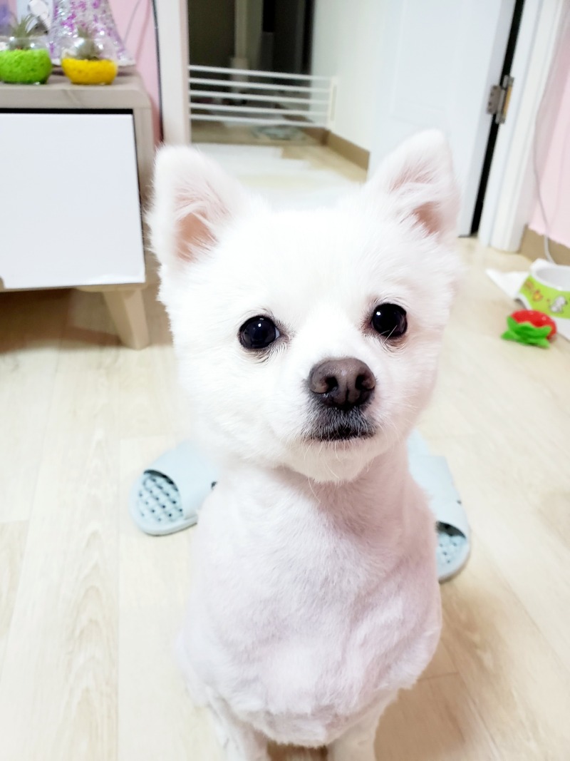 강아지야 무슨 생각하니~