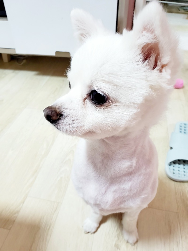 강아지야 무슨 생각하니~