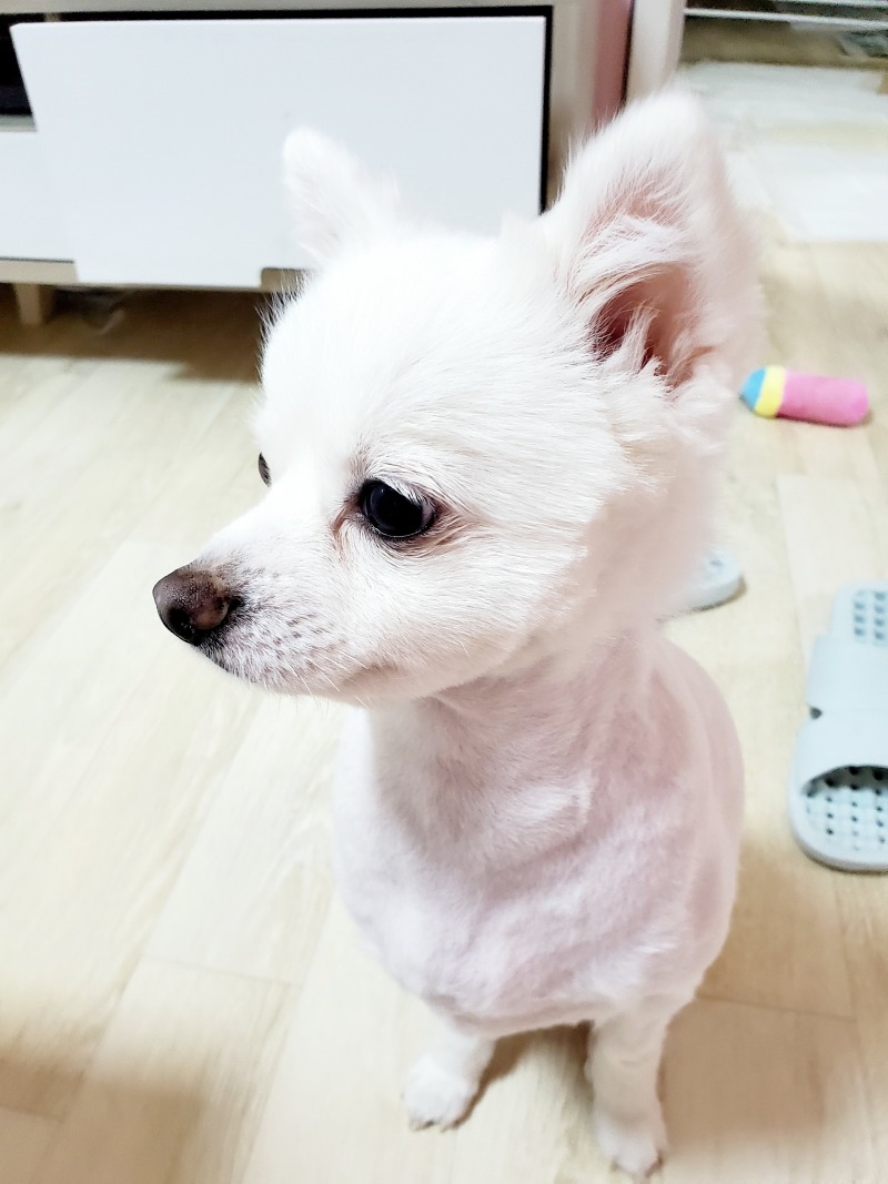 강아지야 무슨 생각하니~