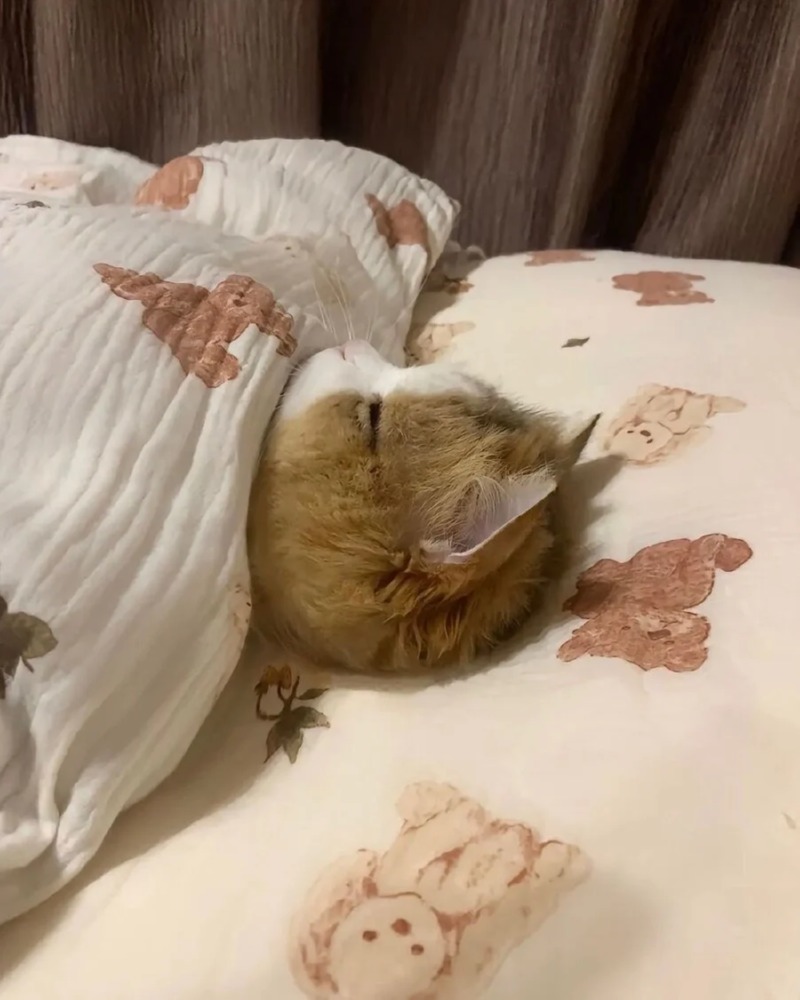 두상이 이쁜 냥이 