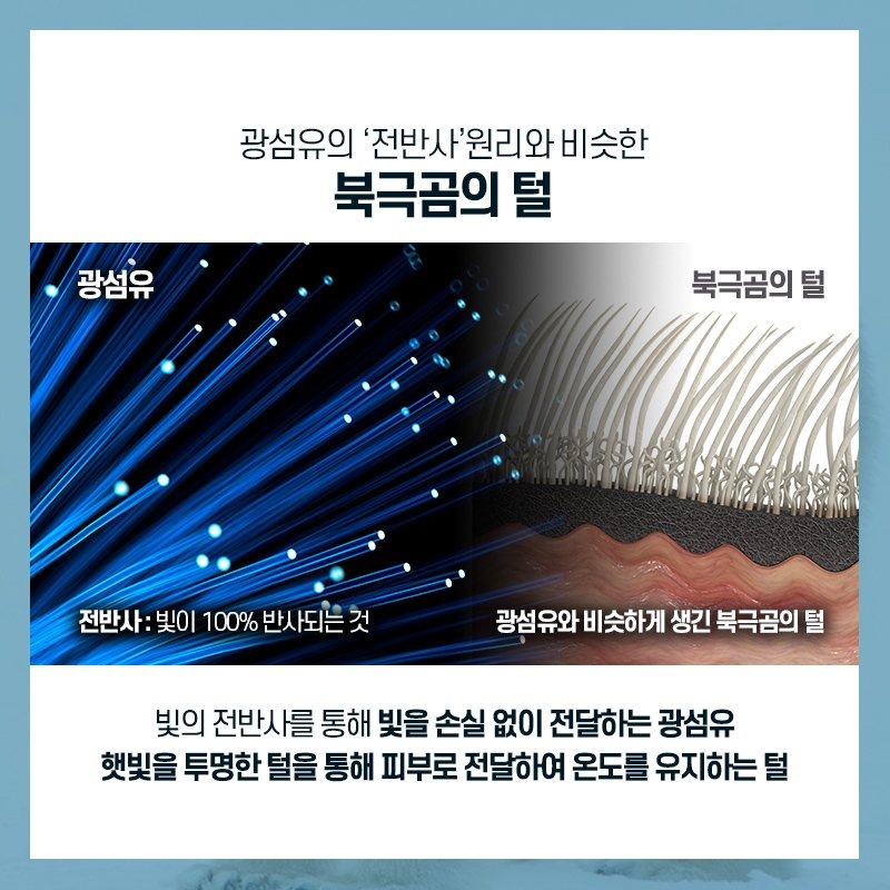 영원한 콜라곰 북극곰 (1)