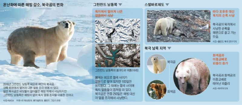 북극곰에 대한 오해와 진실 북극곰 (2)