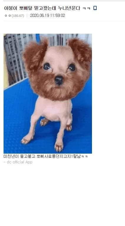 어려운 강아지 미용의 세계