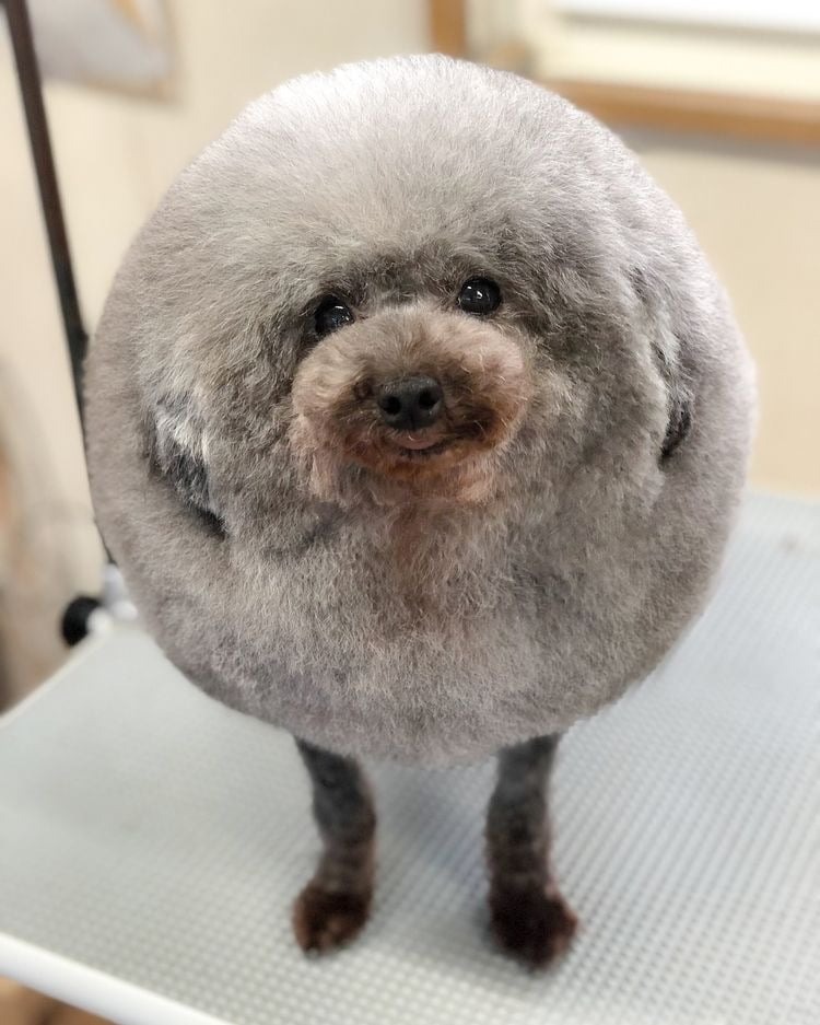 어려운 강아지 미용의 세계