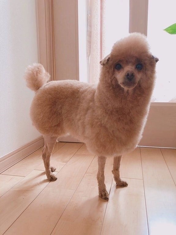 어려운 강아지 미용의 세계