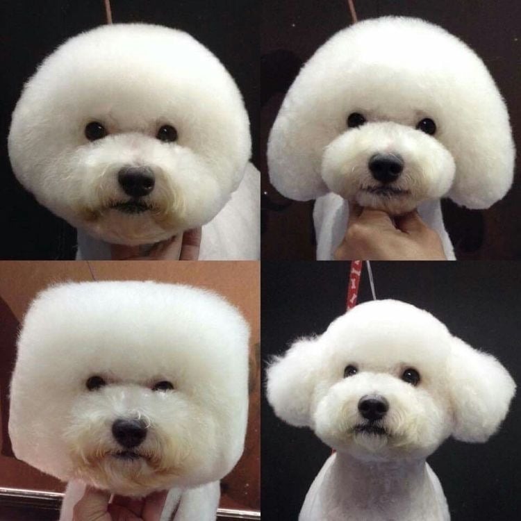 어려운 강아지 미용의 세계