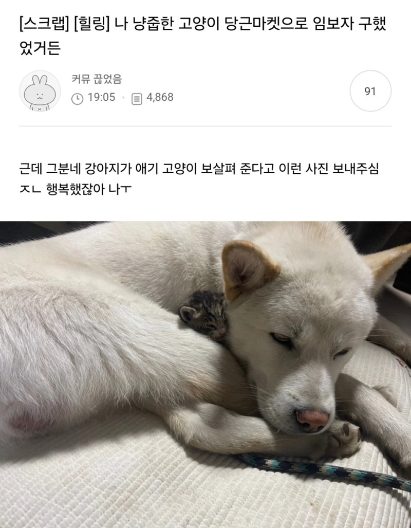 당근으로 고양이 임보를 구했다 