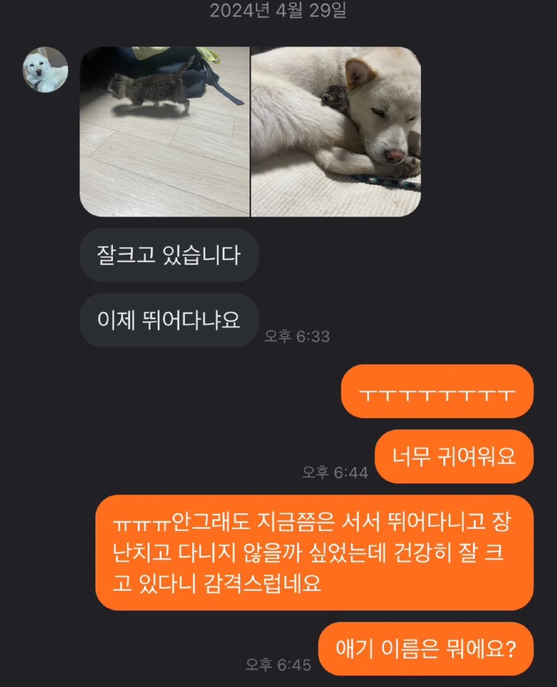 당근으로 고양이 임보를 구했다 