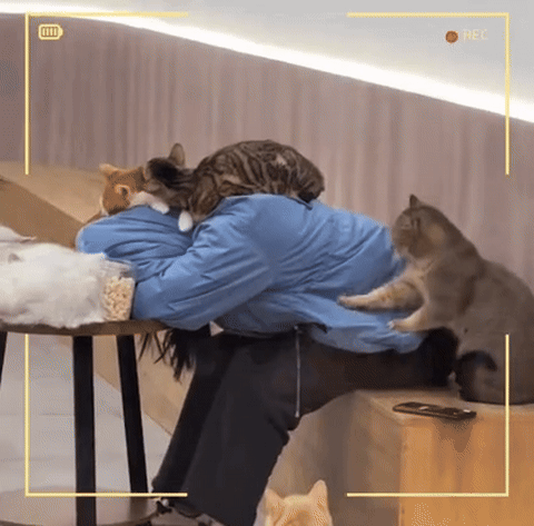 고양이 카페에서 잠들면 안됨. 