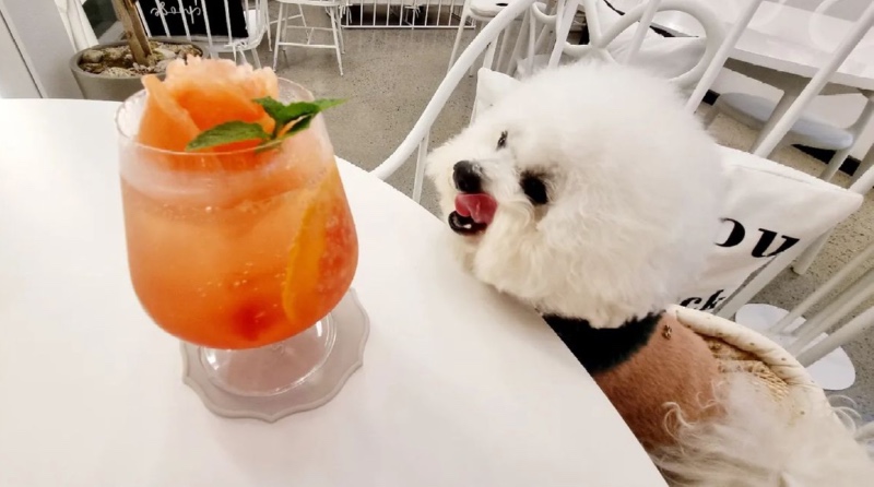 애견동반 리본팝