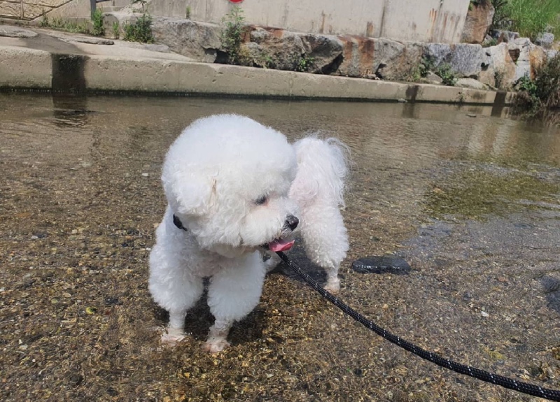 카페 더에이 애견동반 