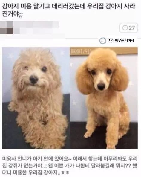 강아지 미용을 하는 이유 