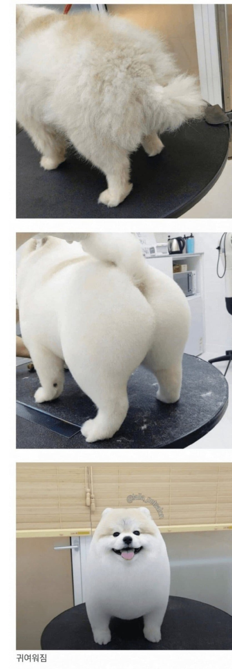 강아지 미용을 하는 이유 