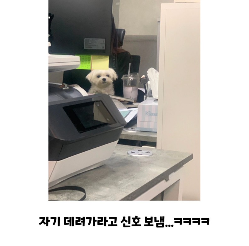 강아지 좋아하는 과장님한테 맡긴 결과 
