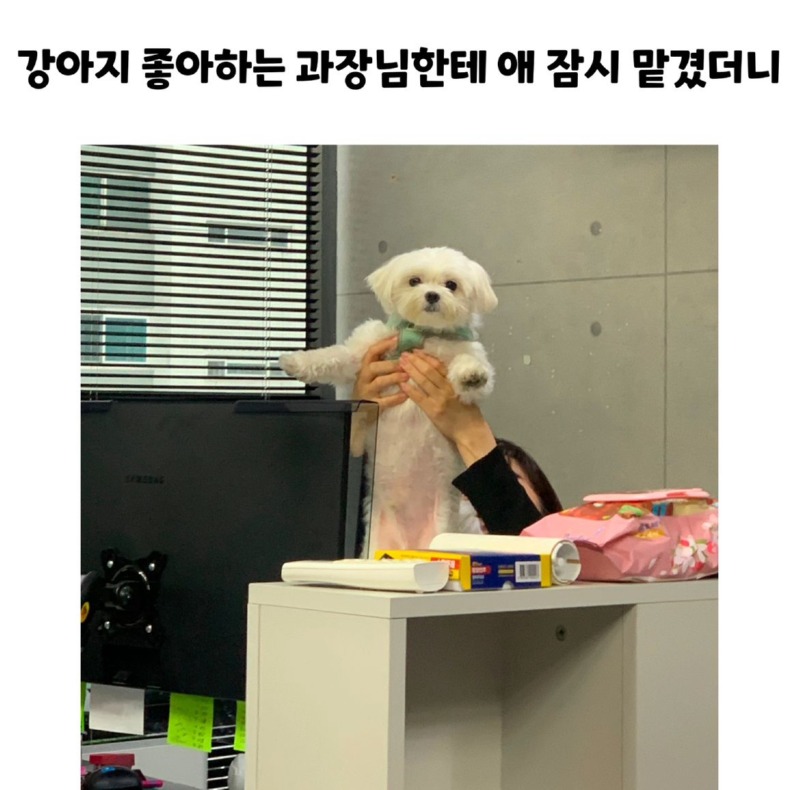 강아지 좋아하는 과장님한테 맡긴 결과 