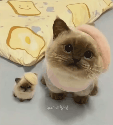 똑같이 생긴 모녀 냥