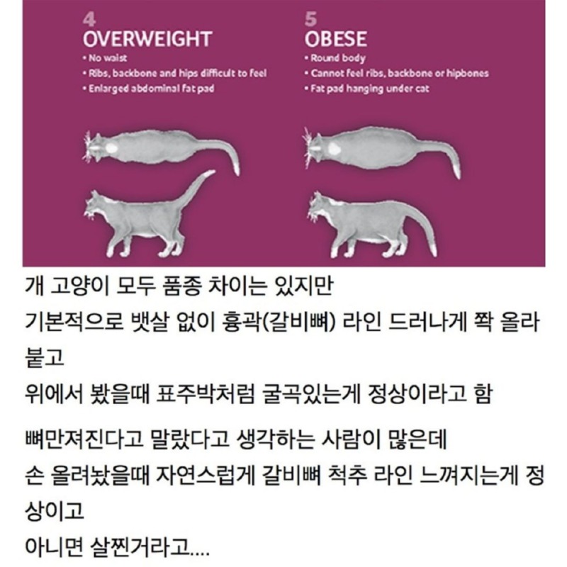 견주들이 강아지에게 유독 관대한 것 