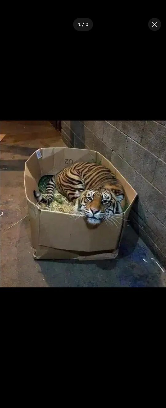 러시아 시장의 길냥이
