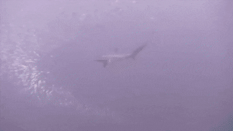 바다의 지배자 상어 (2)