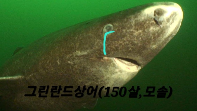 바다의 지배자 상어 (2)