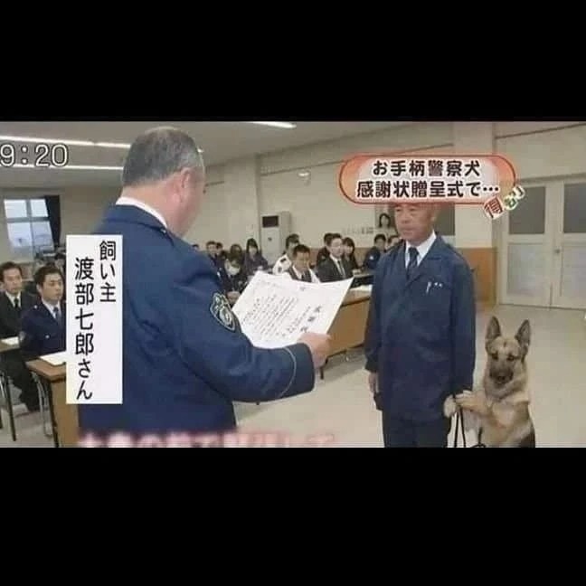 훈련받은 군견이 긴장한 모습