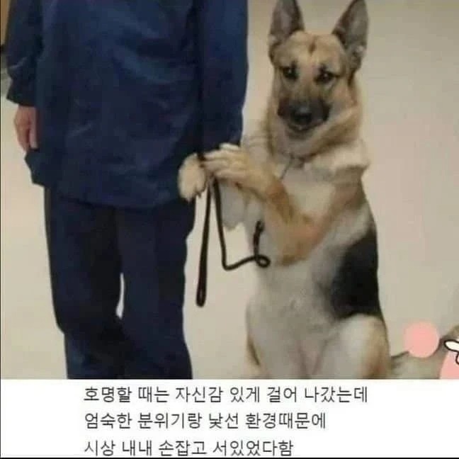 훈련받은 군견이 긴장한 모습