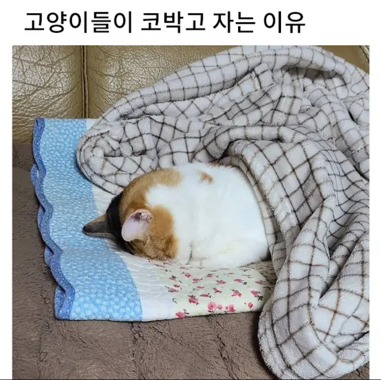 고양이들이 코 박고 자는 이유