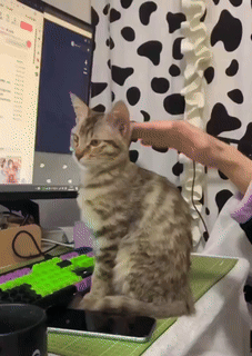손길을 이상하게 느끼는 고양이
