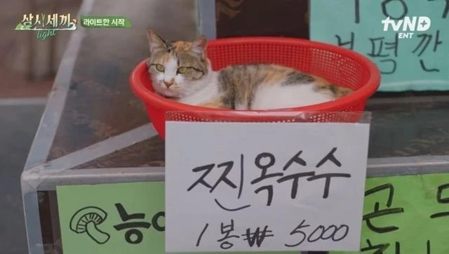 의외로 옥수수 인 것