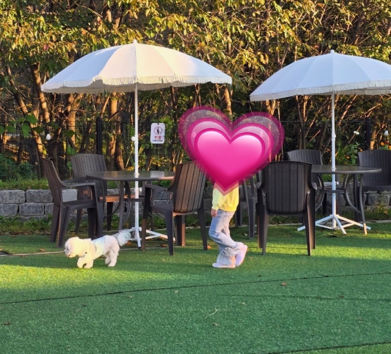 메콩 카페 가평 애견동반 