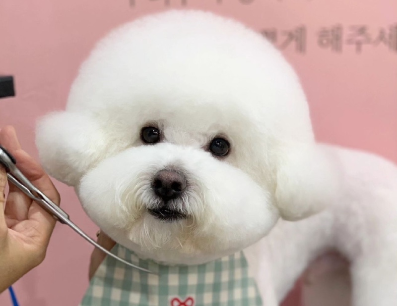 광주 위위도그 애견미용