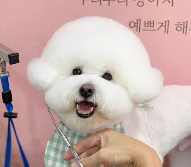 광주 위위도그 애견미용