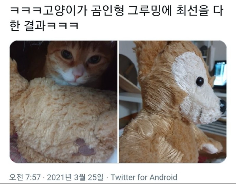 고양이에게 하드하게 그루밍 당한 곰인형 