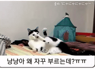 야야 집사야 나 좀 봐봐 