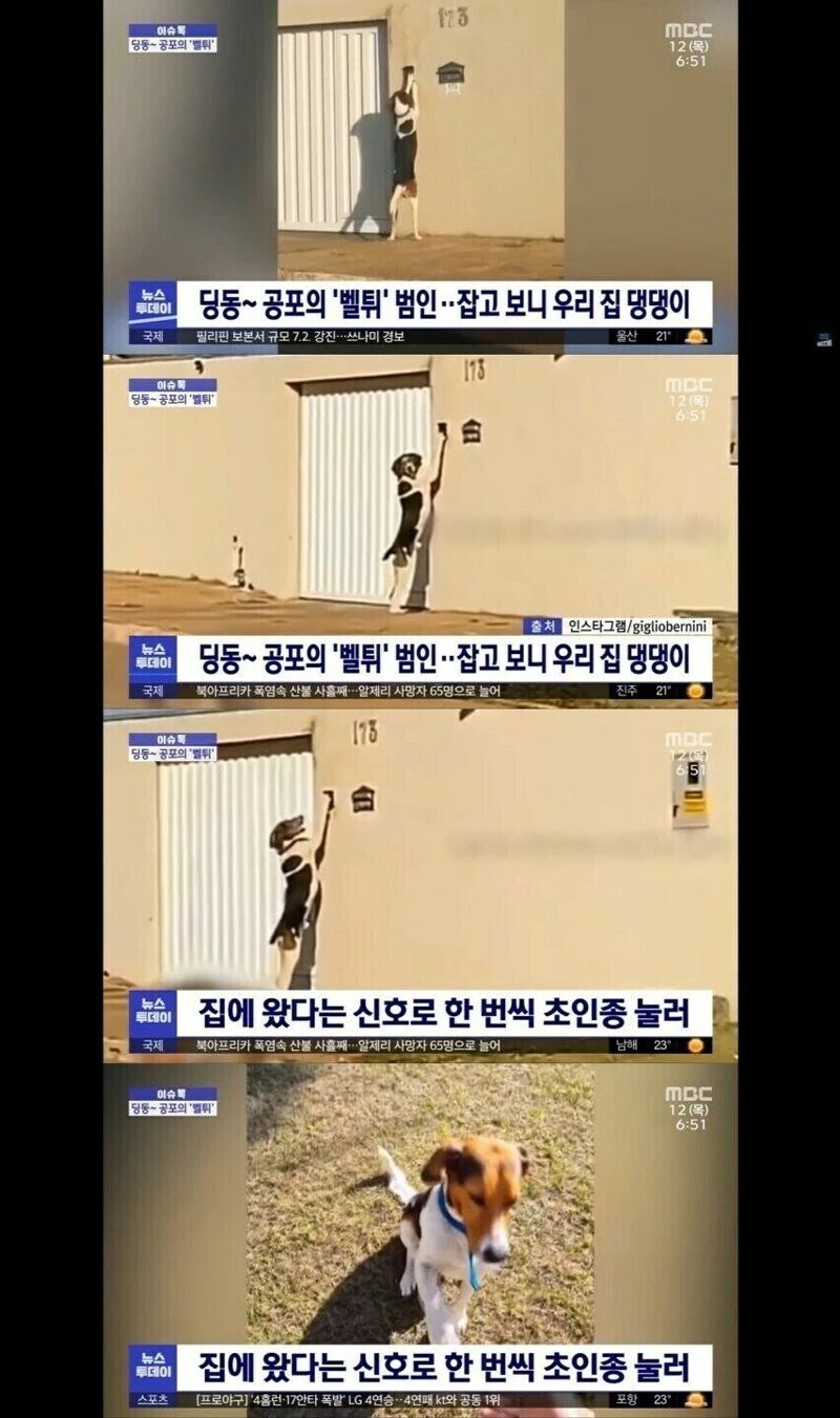 의외로 댕댕이가 가능한 것