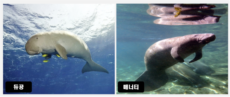 인어의 전설을 만든 듀공 & 매너티
