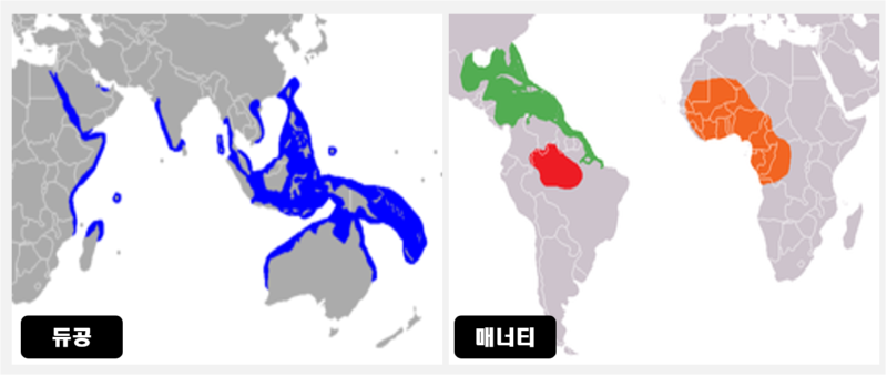 인어의 전설을 만든 듀공 & 매너티