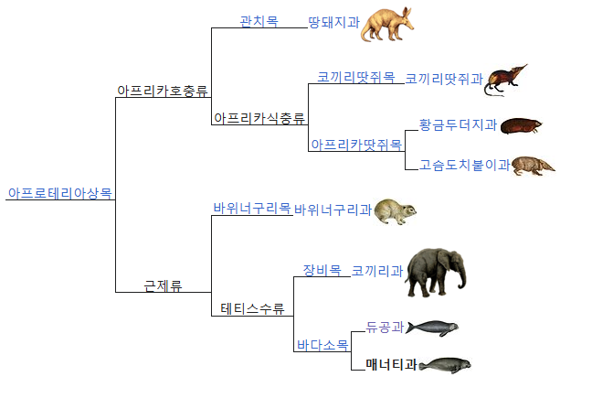 인어의 전설을 만든 듀공 & 매너티