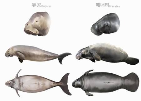 인어의 전설을 만든 듀공 & 매너티