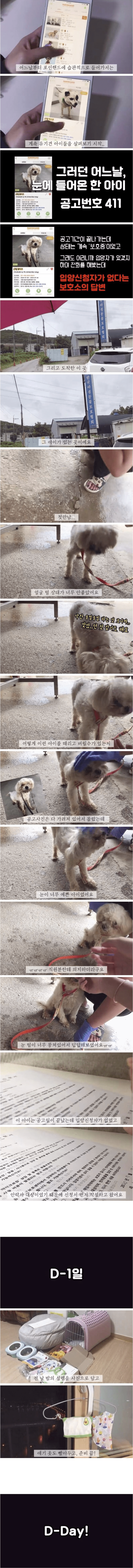 유기견 입양 전 후 변화