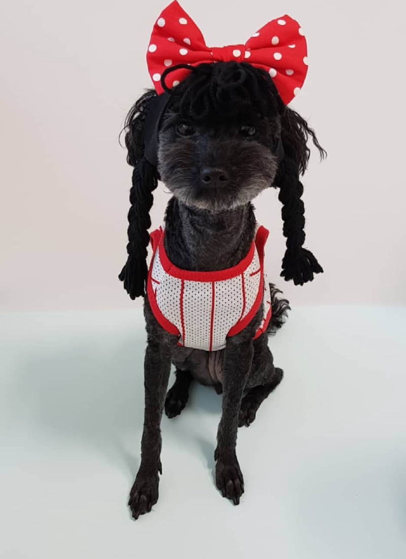 육아하는강아지 