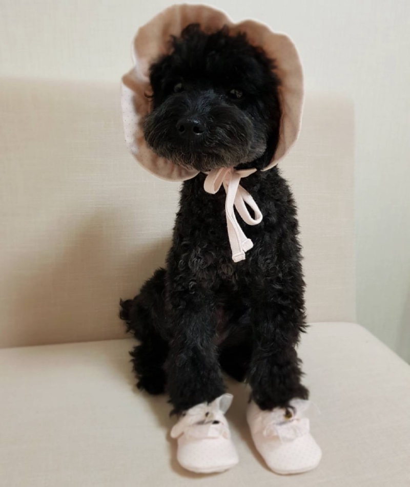 육아하는강아지 