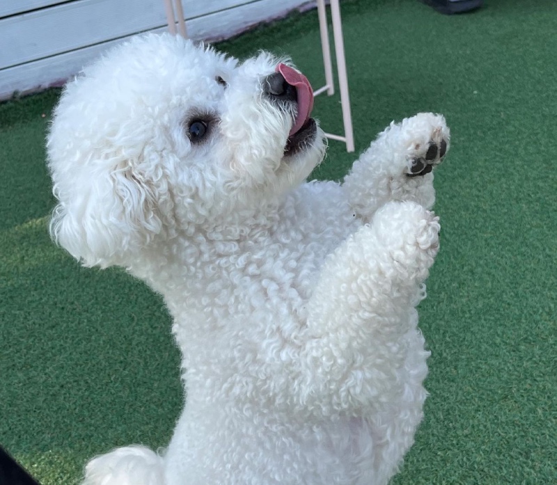 애견카페 로제몽