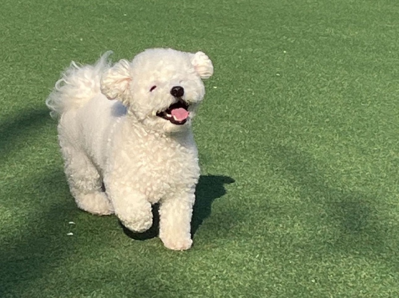애견카페 로제몽