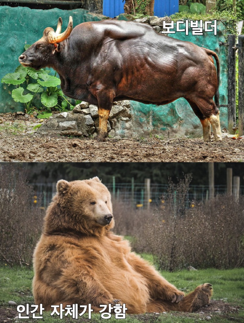 보디빌더와 인자강의 차이 