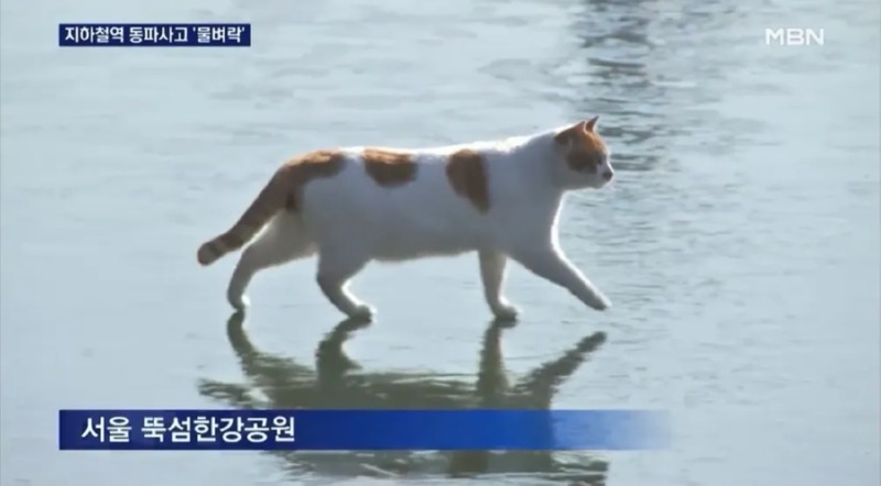 해외에서 한강을 알게 된 이유 